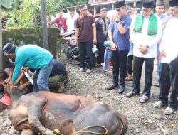 KaPolres  Lahat Saksikan Penyembelihan 10 Ekor Sapi dan 23 Ekor Kambing.